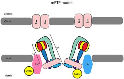 Mitochondria in Cardiac Postconditioning